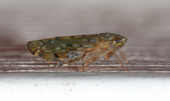 Osbornellus rotundus