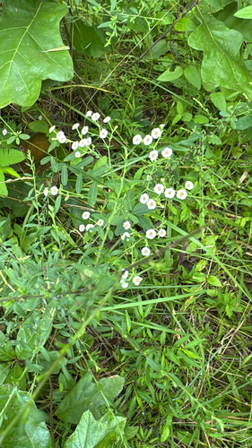 flowering spurge