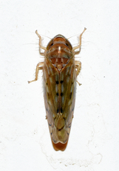 Osbornellus rotundus