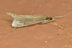 Carectocultus perstrialis