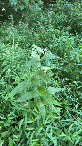 common boneset