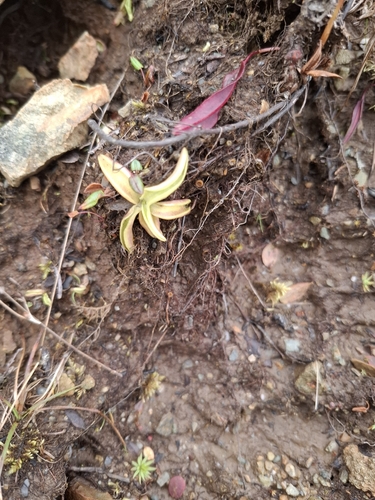 Common Butterwort