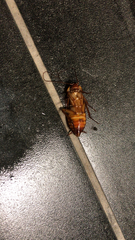 Periplaneta americana