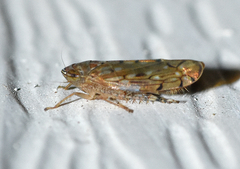 Osbornellus rotundus