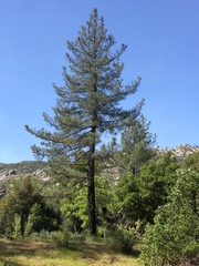 Pinus coulteri