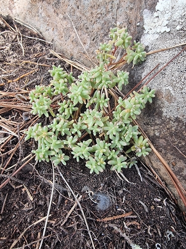 Sedum nudum