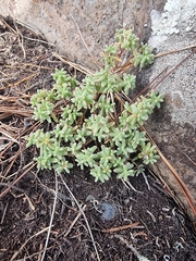 Sedum nudum