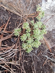 Sedum nudum, photograph (c) Vítor Jorge, some rights reserved (CC BY)