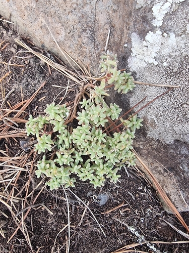 Sedum nudum, photograph 3