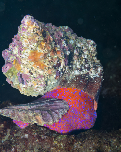 Triplofusus princeps observed 2026-08-20