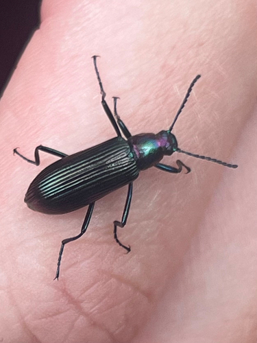 Strongylium auratum