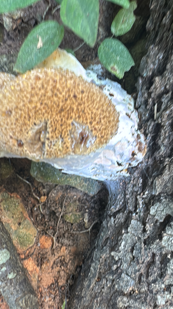 oak bracket · August 2026 · photo: Photo: no rights reserved · iNaturalist