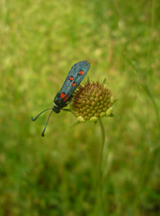 Zygaena lavandulae
