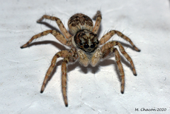 Menemerus semilimbatus