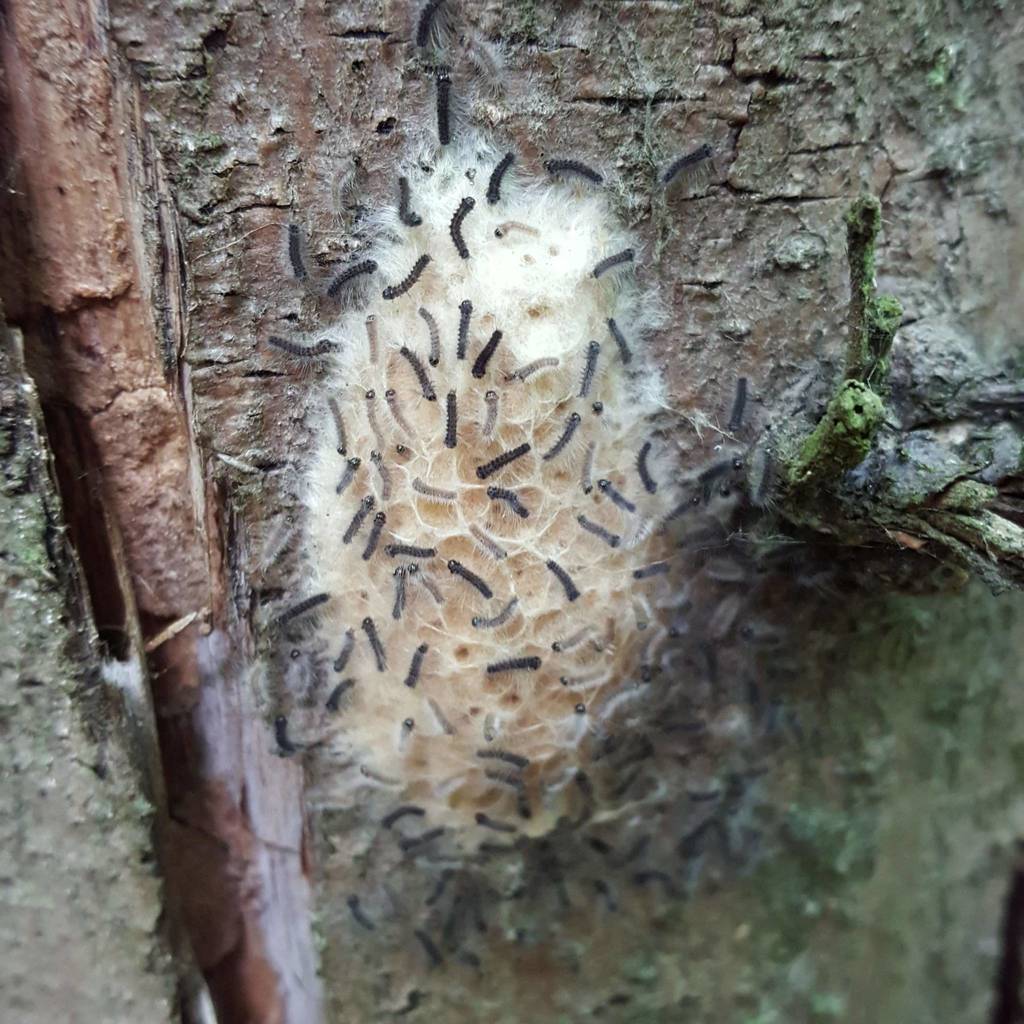 Spongy Moth from Città Metropolitana di Torino, Italia on May 10, 2020 ...