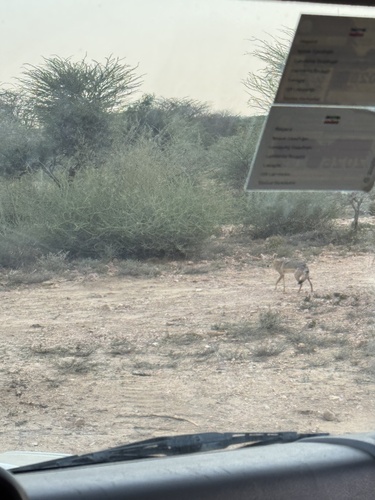 African Wolf
