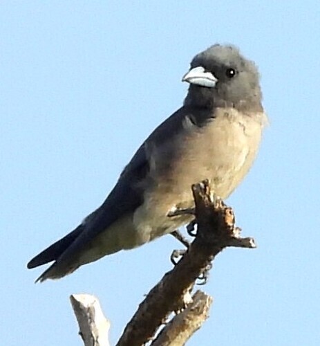 Ashy Woodswallow