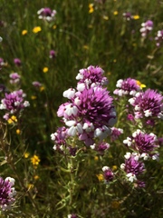 Castilleja densiflora gracilis
