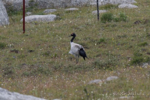 Black-necked Crane