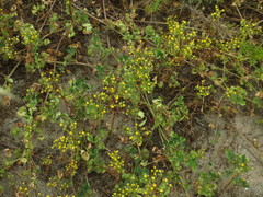 Amblyopappus pusillus