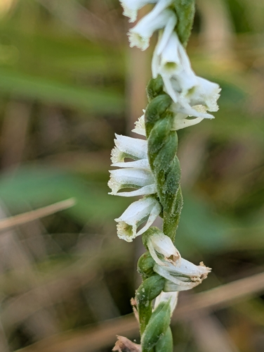 Slender Ladies' Tresses