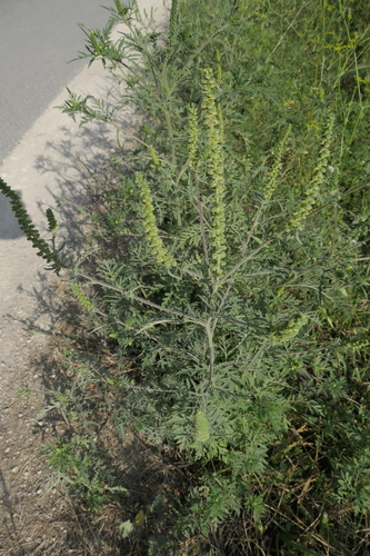 common ragweed