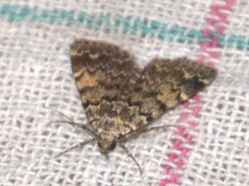 Idia calvaria