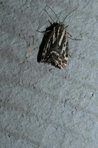 Spotted Sulphur