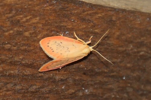 Rosy Footman