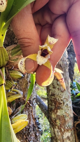 Maxillaria picta