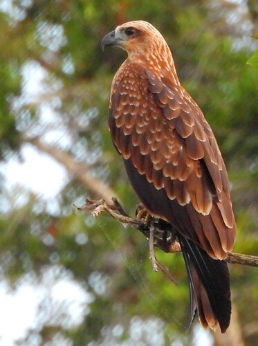 Brahminy Kite (Indian)