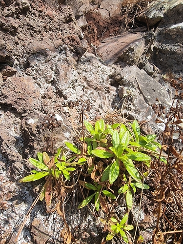 Phyllis nobla, photograph 2