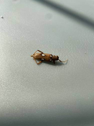 Ivory-marked Borer