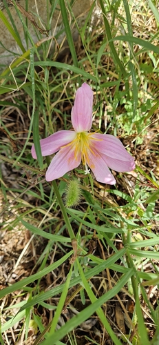 Rose Pink Zephyr Lily
