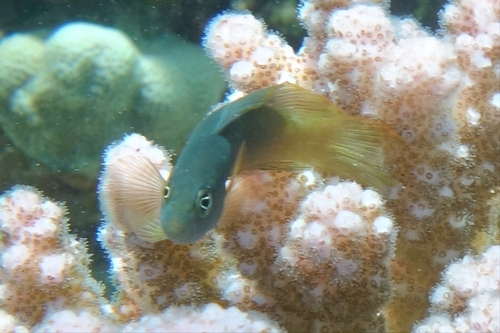 Pseudochromis olivaceus observed 2026-06-01