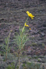 Euryops wageneri