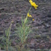 Euryops wageneri - Photo (c) ribbokspoort, some rights reserved (CC BY-NC), uploaded by ribbokspoort