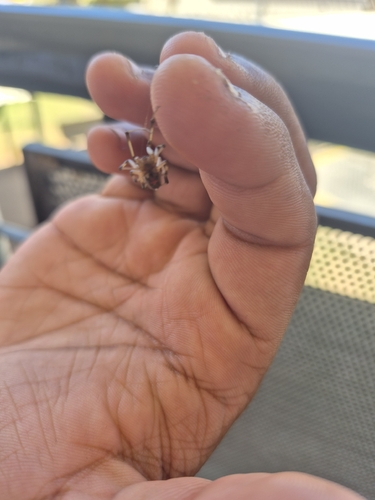 Brown Widow