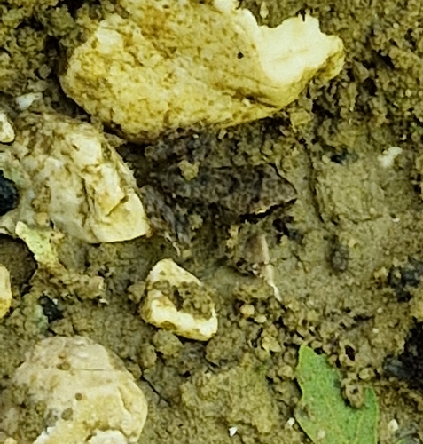 Italian Stream Frog