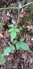 Rubus pentagonus