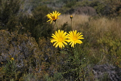 Euryops wageneri