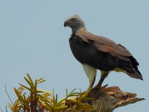 Gray-headed Fish-Eagle