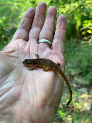 Eastern Newt