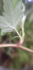 Rubus pentagonus