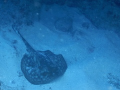 Urobatis jamaicensis