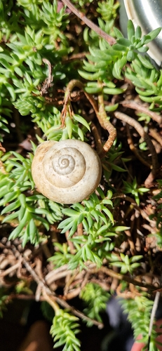 Chocolate-band Snail