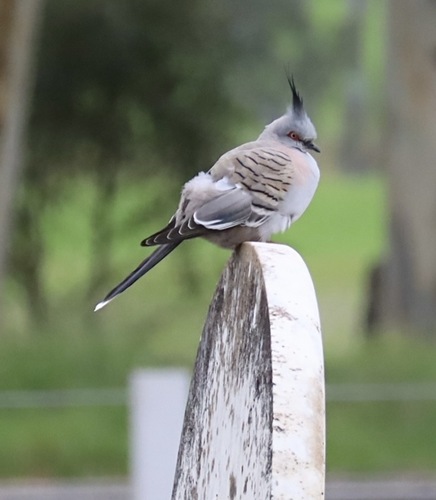 Crested Pigeon