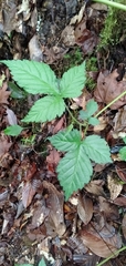 Rubus pentagonus
