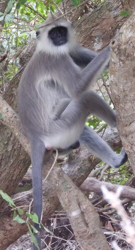 Tufted Gray Langur