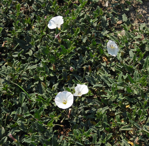 field bindweed